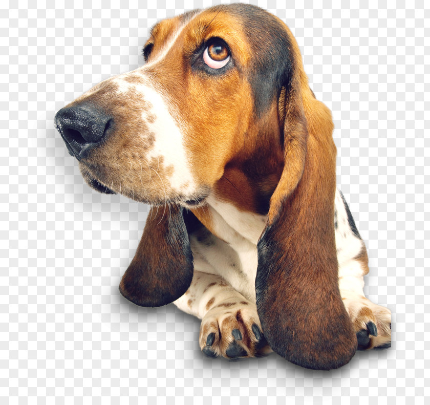 Puppy Basset Hound The Intelligence Of Dogs Smells Like Dog St. Bernard PNG