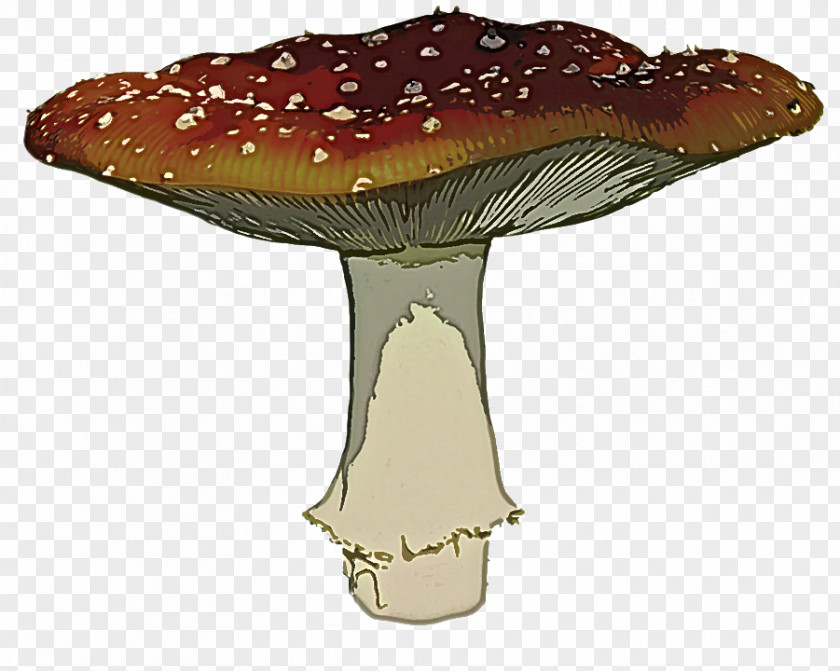 Russula Integra Agaricaceae Agaric Mushroom Medicinal Fungus Agaricomycetes PNG