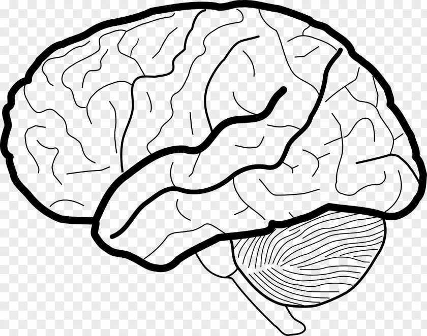 Brain Human White Matter Working Memory Clip Art PNG