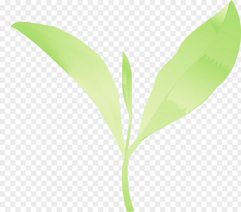 Leaf Flower Lily Of The Valley Plant Stem PNG