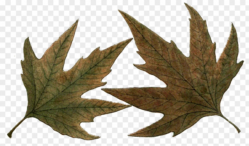 Leaf Maple Northern Hemisphere Southern PNG
