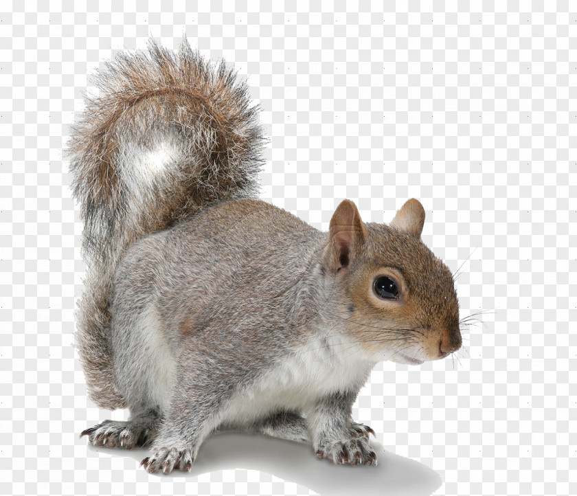 Squirrel Transparent Images Douglas Rodent American Red Eastern Gray PNG
