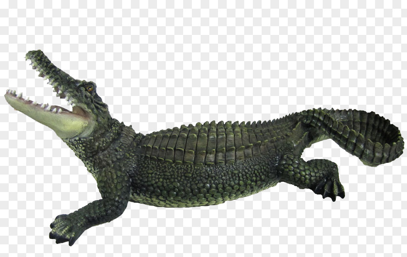 Crocodile Clip Chinese Alligator PNG