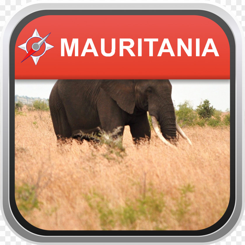 Desktop Wallpaper Felidae Computer Monitors African Elephant 4K Resolution PNG