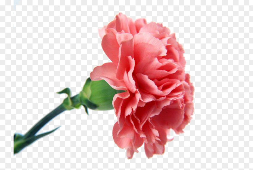 Flower Carnation Bouquet Pink Flowers PNG