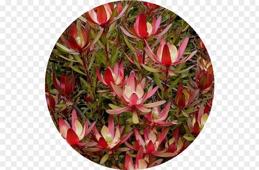 Flower Conebushes Cone Bush Petal King Protea PNG