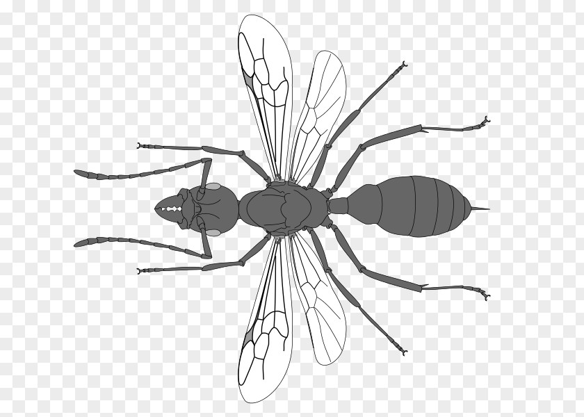 Insect Line Art Pollinator Clip PNG