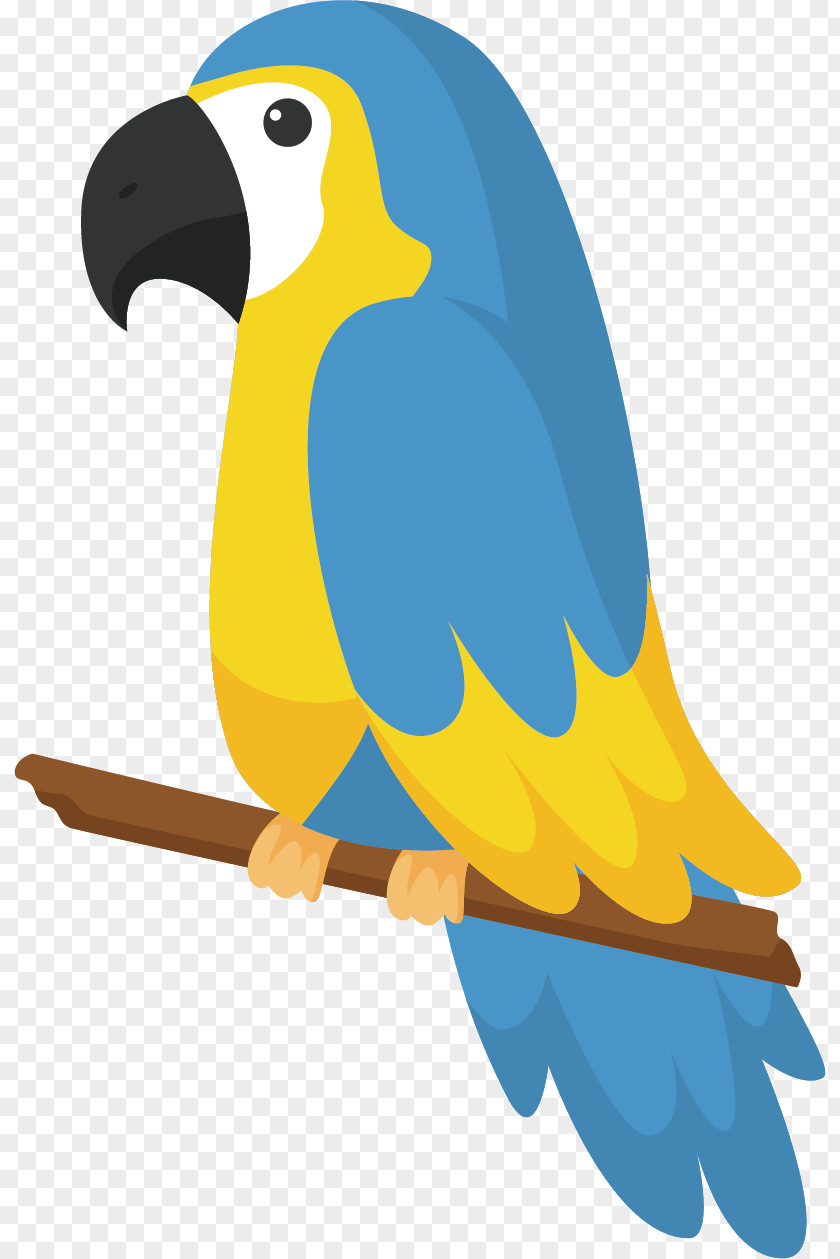 Multicolored Parrot Bird Drawing PNG