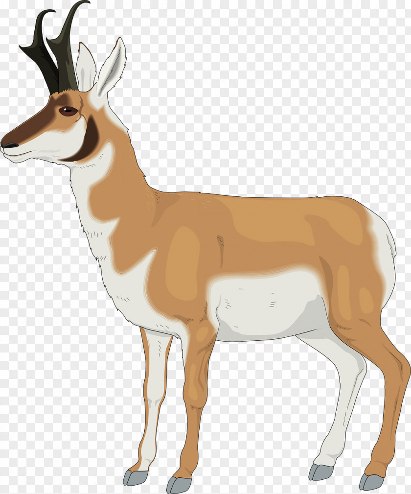 Orange Deer Antelope Pronghorn Clip Art PNG
