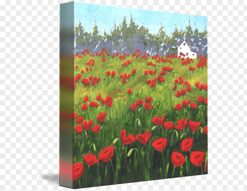 Poppy Field Common Painting Art Acrylic Paint PNG