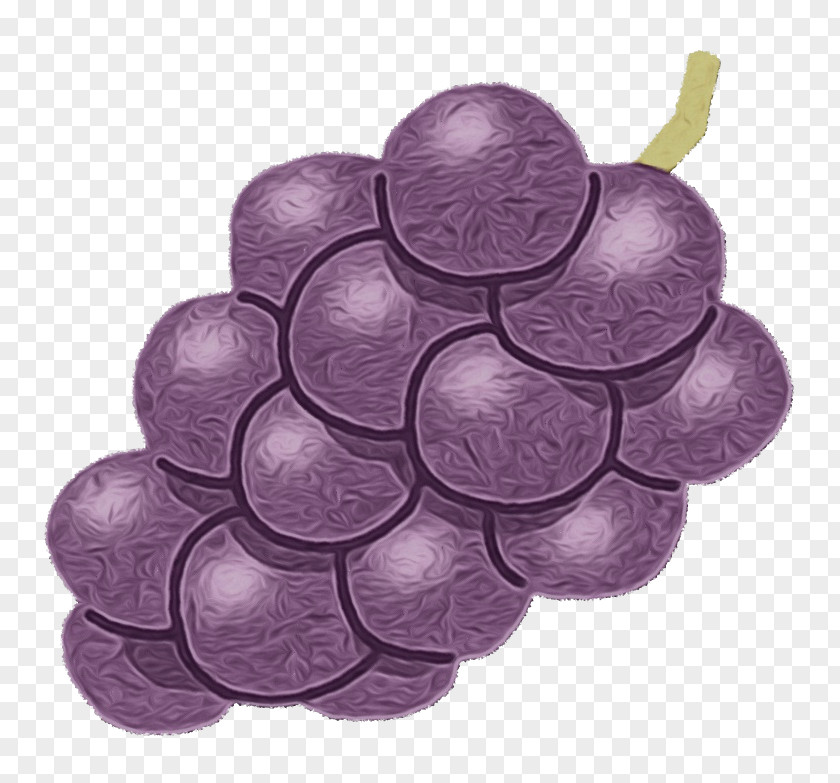 Seedless Fruit Plant Grape Grapevine Family Purple Vitis Violet PNG