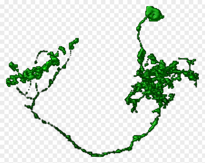 Segmentation Map Clip Art Leaf Plant Stem Grape Line PNG