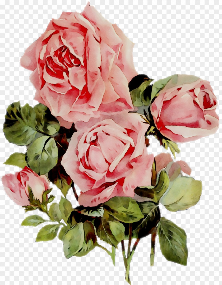 Cabbage Rose Garden Roses Flower Pink PNG