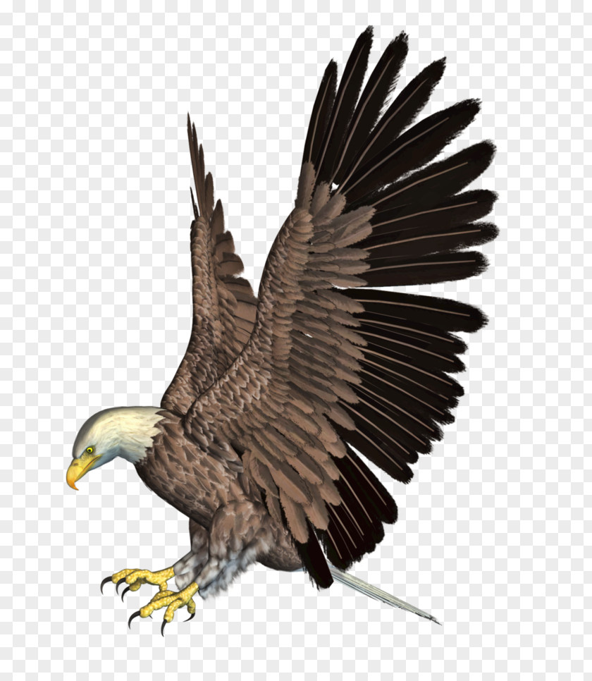 Eagle 4 Bald Bird Flight Hawk PNG