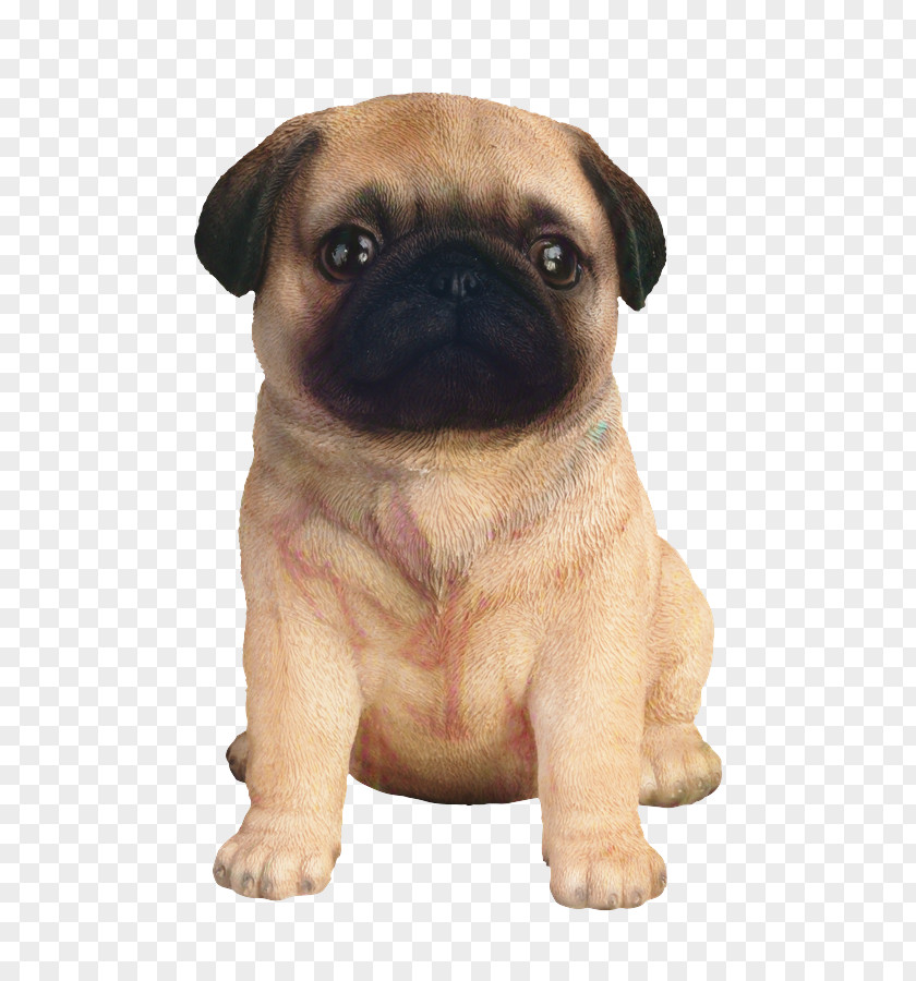 Pug Puppy Dog Breed Companion Toy PNG