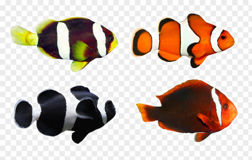 Tropical Fish Clownfish Coral Reef PNG