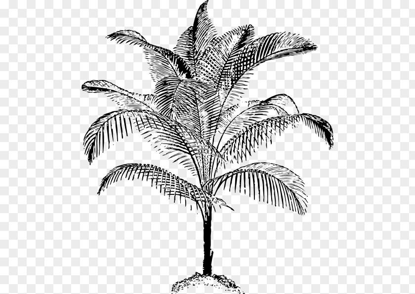 Vector Tropical Coconut Trees Arecaceae Drawing Clip Art PNG