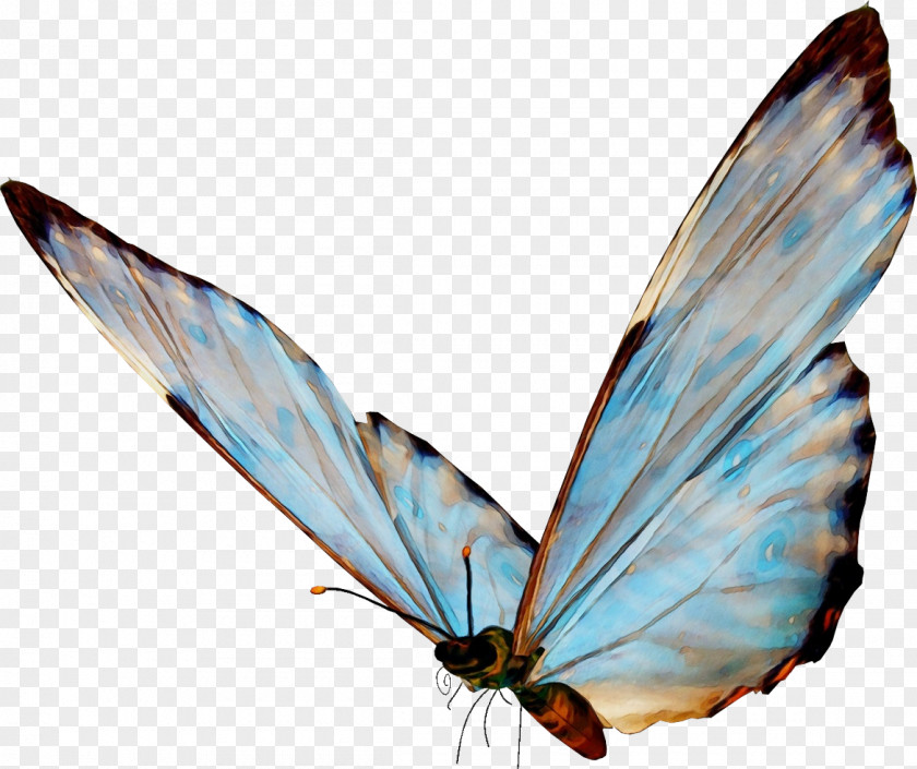 Common Blue Brushfooted Butterfly Insect Moths And Butterflies Wing Pollinator PNG