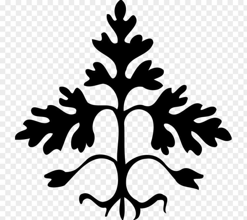 Evergreen Conifer Family Tree Silhouette PNG