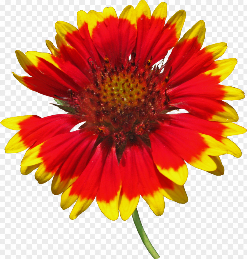 Flower Blanket Flowers Cut Common Sunflower Download PNG