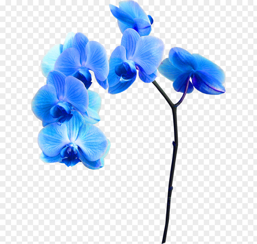 Flower Blue Clip Art PNG