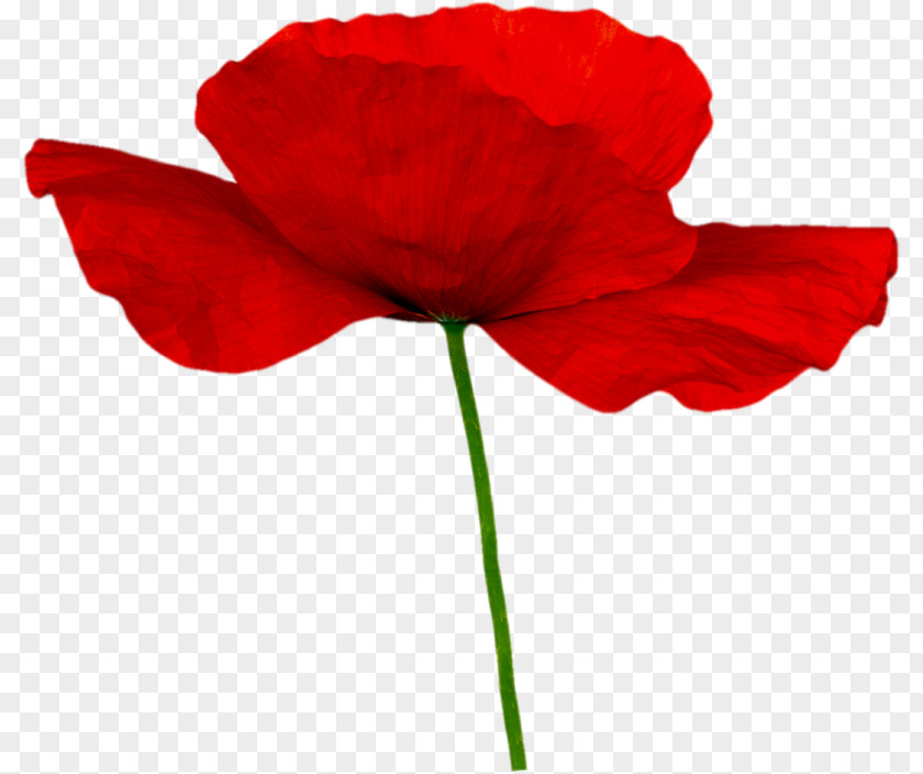 Flower Poppy Clip Art PNG