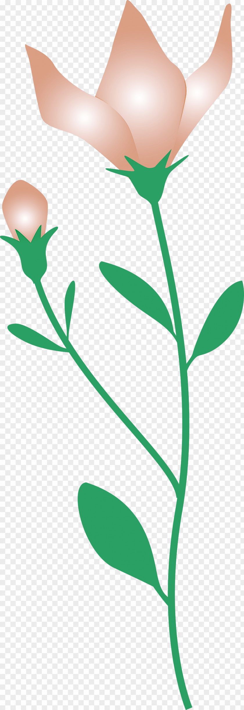 Balloon Flower PNG