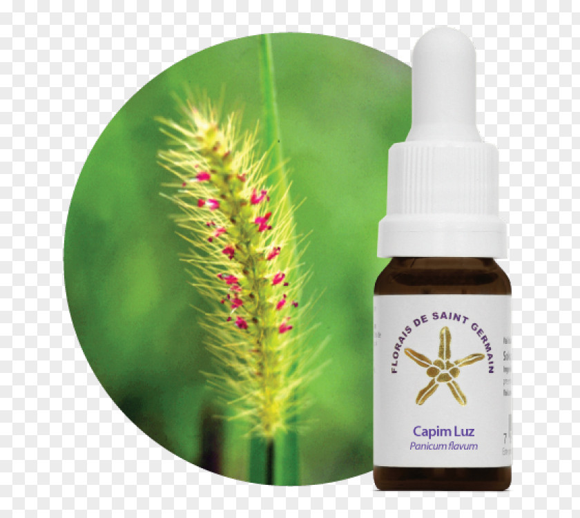 Capim Bach Flower Remedies Therapy Alternative Health Services Emotional Freedom Techniques Depression PNG