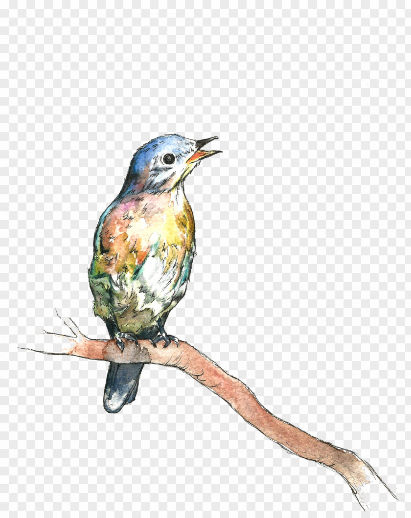 Drawing Perching Bird Hummingbird PNG