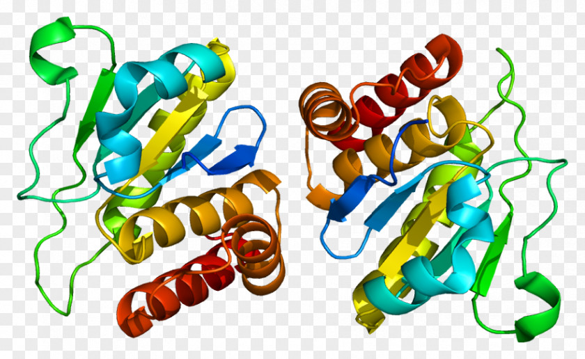 DUSP10 Dual-specificity Phosphatase Protein PNG