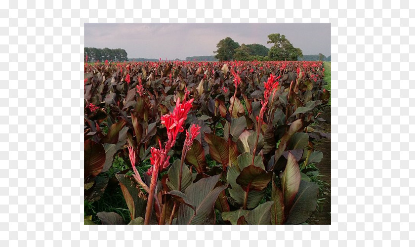 Flowering Bulbs Canna Cash Crop PNG