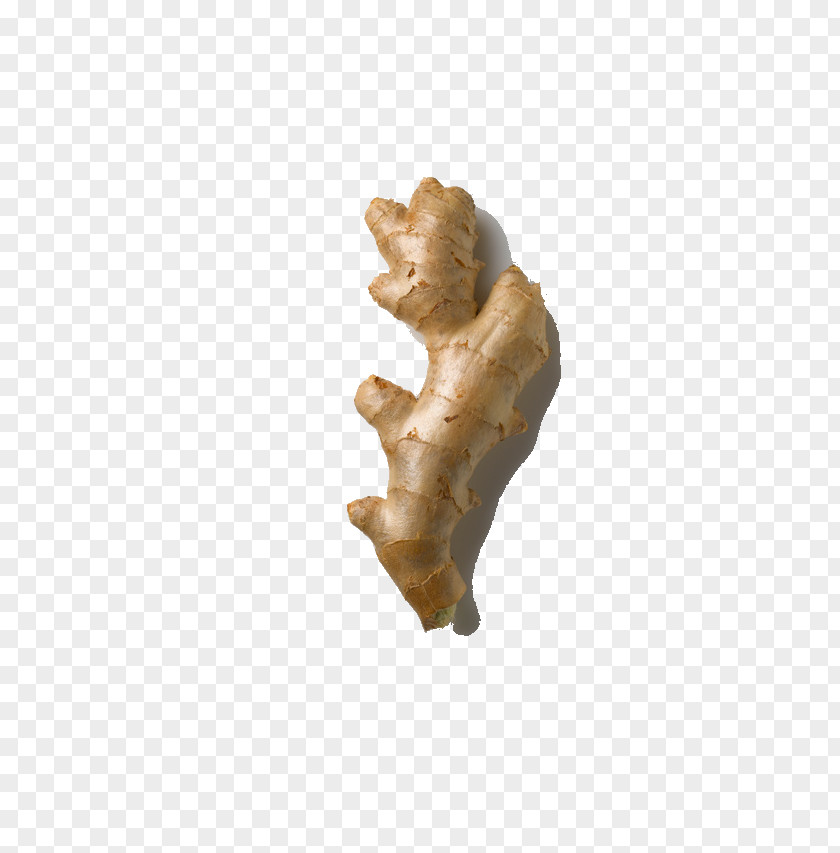 Ginger Download Icon PNG