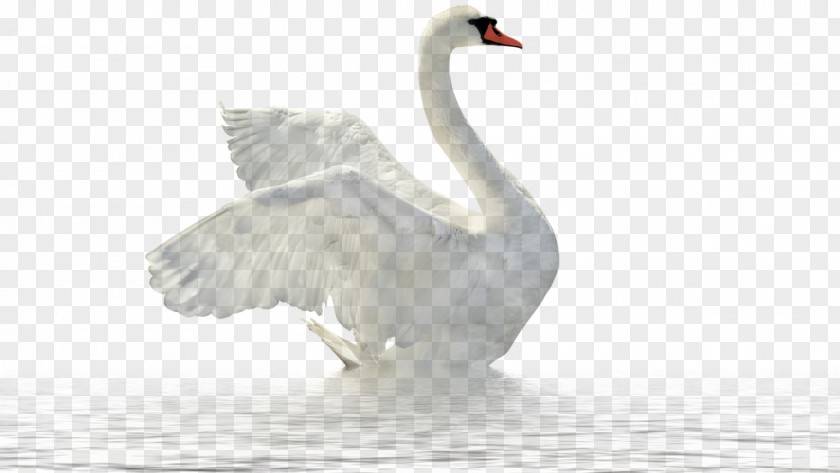 Goose Mute Swan Stock Photography Royalty-free PNG