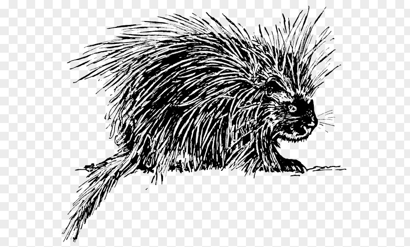 Hedgehog Porcupine Rodent Clip Art PNG