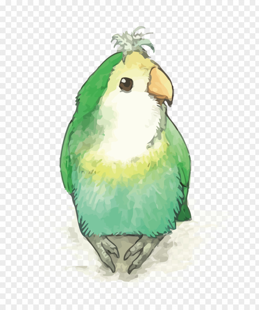 Vector Green Parrot Lovebird Rose-ringed Parakeet PNG