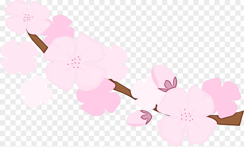 Cherry Blossom ST.AU.150 MIN.V.UNC.NR AD Desktop Wallpaper Floral Design PNG