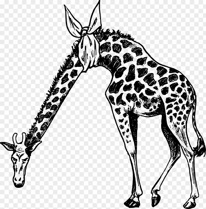 Giraffe Drawing Clip Art PNG