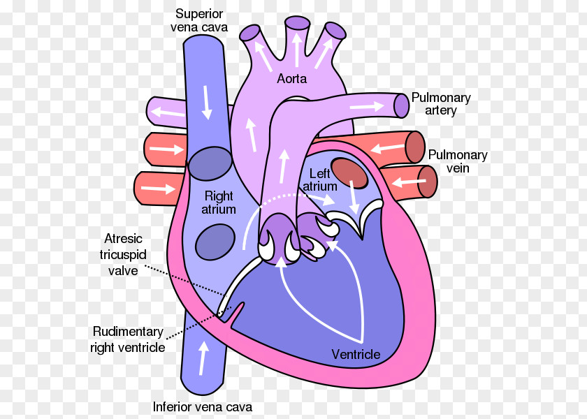 Heart Valve Atrium Anatomy Diagram PNG