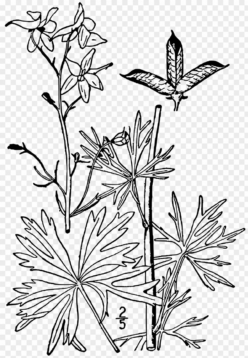Plant Dwarf Larkspur Drawing Delphinium Exaltatum PNG