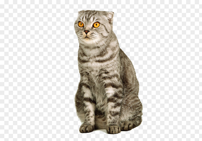 Cats PNG clipart PNG