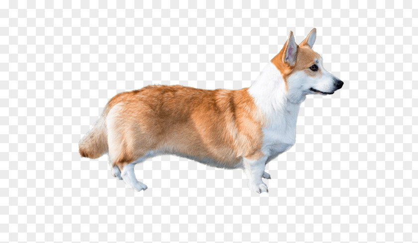 Corgi Dog Cardigan Welsh Pembroke Norwegian Lundehund Breed Companion PNG