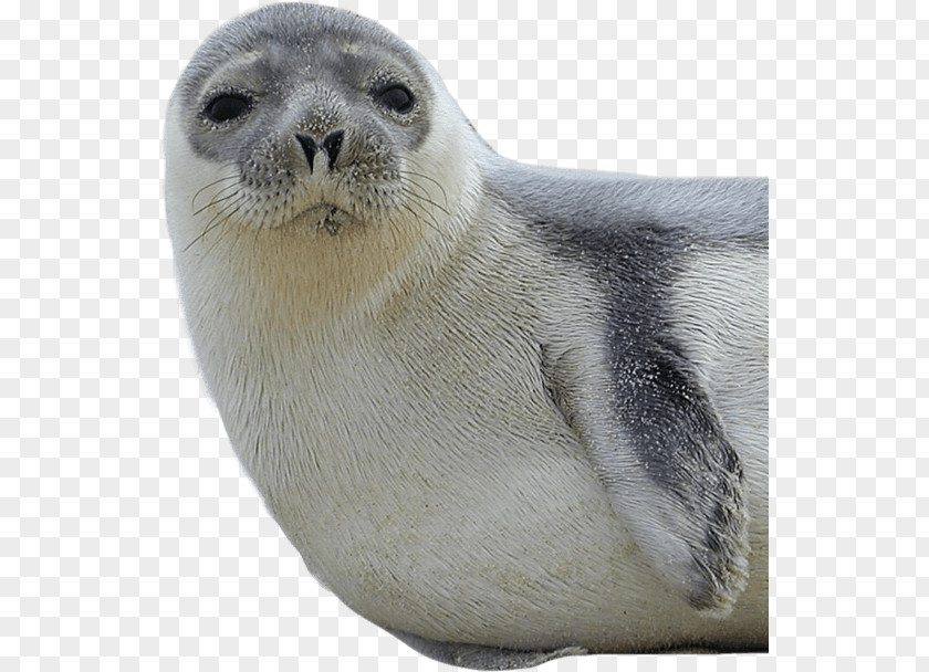 Harbor Seal Earless The New York Genealogical And Biographical Society Trust PNG