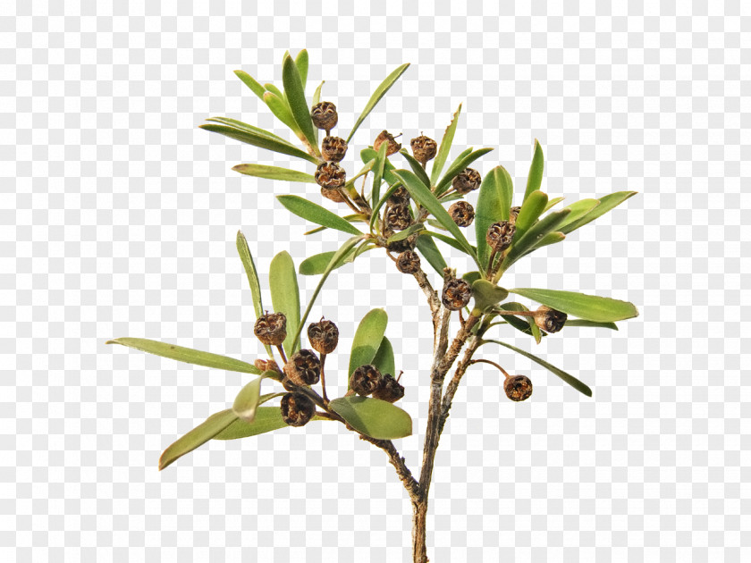 Leaf Kunzea Ericoides Ambigua Shrub Tree PNG