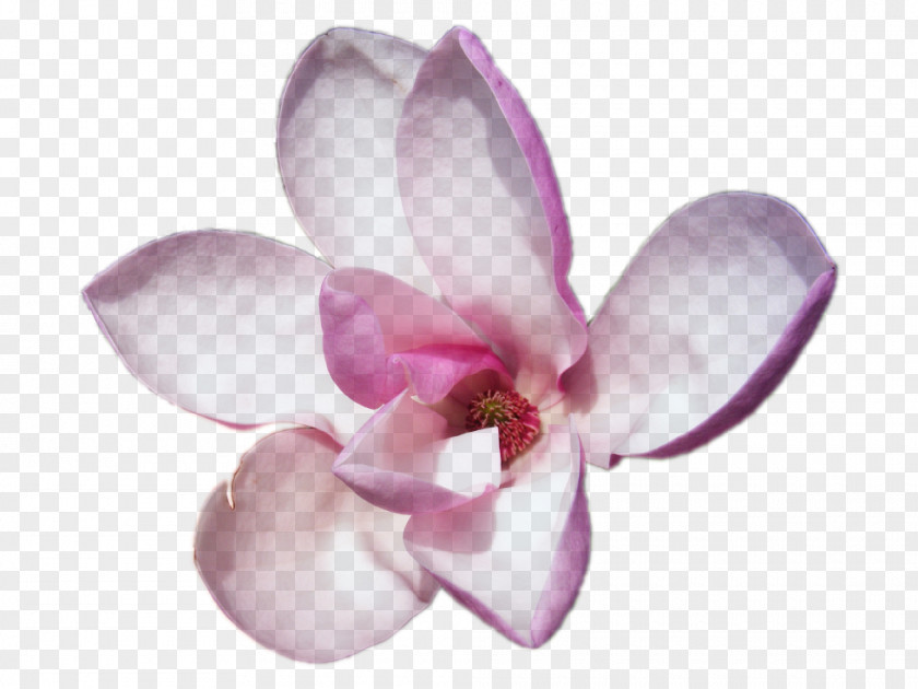 Lilac Flower Perfume Escada Party Magnolia Tonka Beans PNG