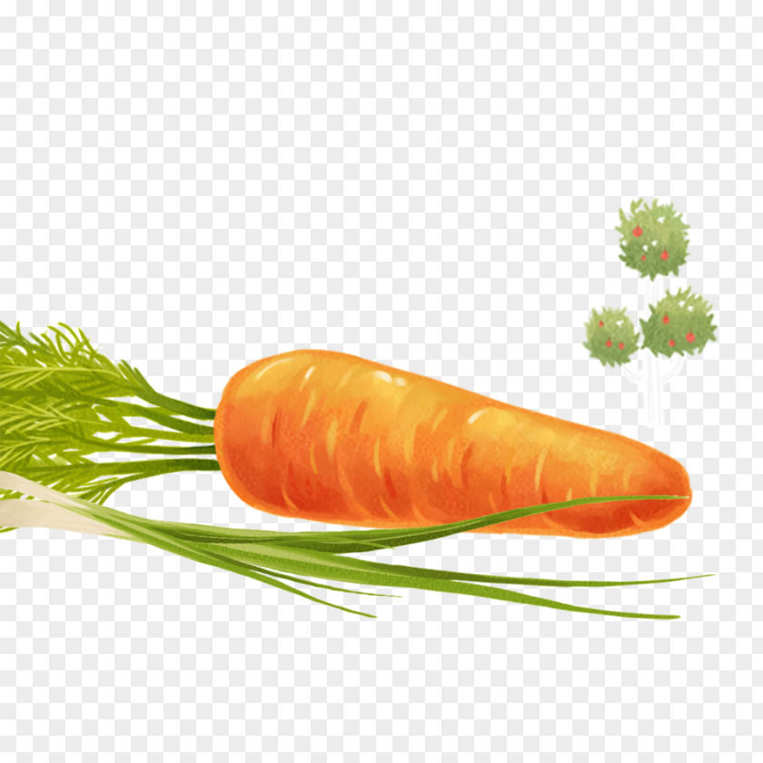 Carrot Elements Baby Vegetable PNG