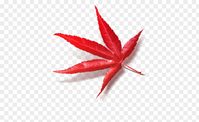 Class Maple Leaf Paper Red PNG