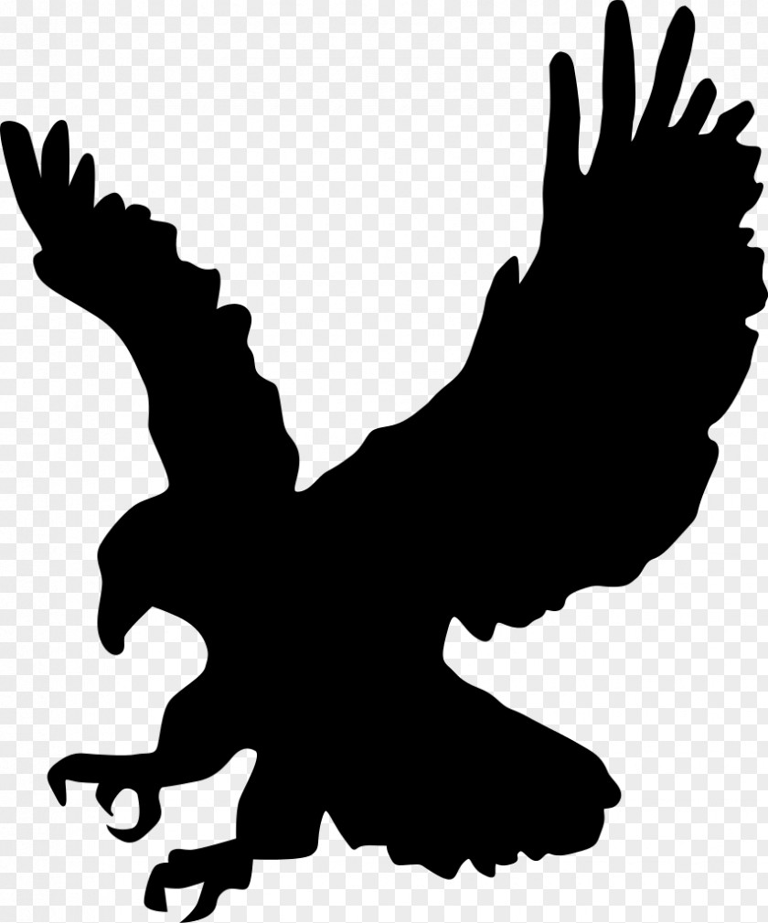 Eagle Bald Clip Art PNG