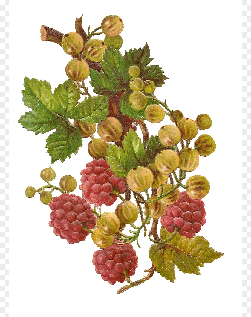 Fall Berries Cliparts Grape Raspberry Strawberry Clip Art PNG