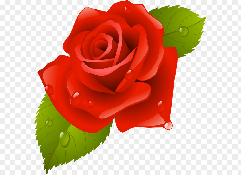 скрипичный ключ Garden Roses China Rose Beach Flower Clip Art PNG