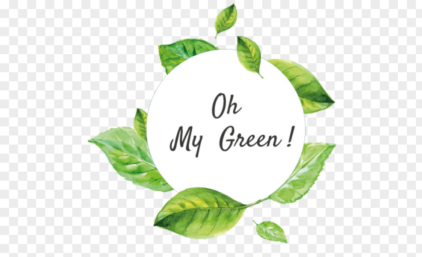 Green Aloe Vera Leaf Tree Font PNG